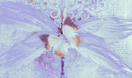 Kaleidoscope of Butterflies III