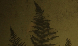 Kaleidoscope of Butterflies IV